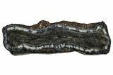 Mammoth Molar Slice With Case - South Carolina #349989-1